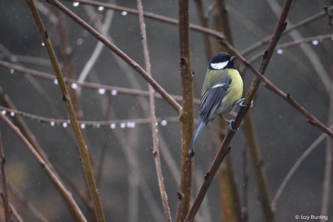 Great tit in a branch